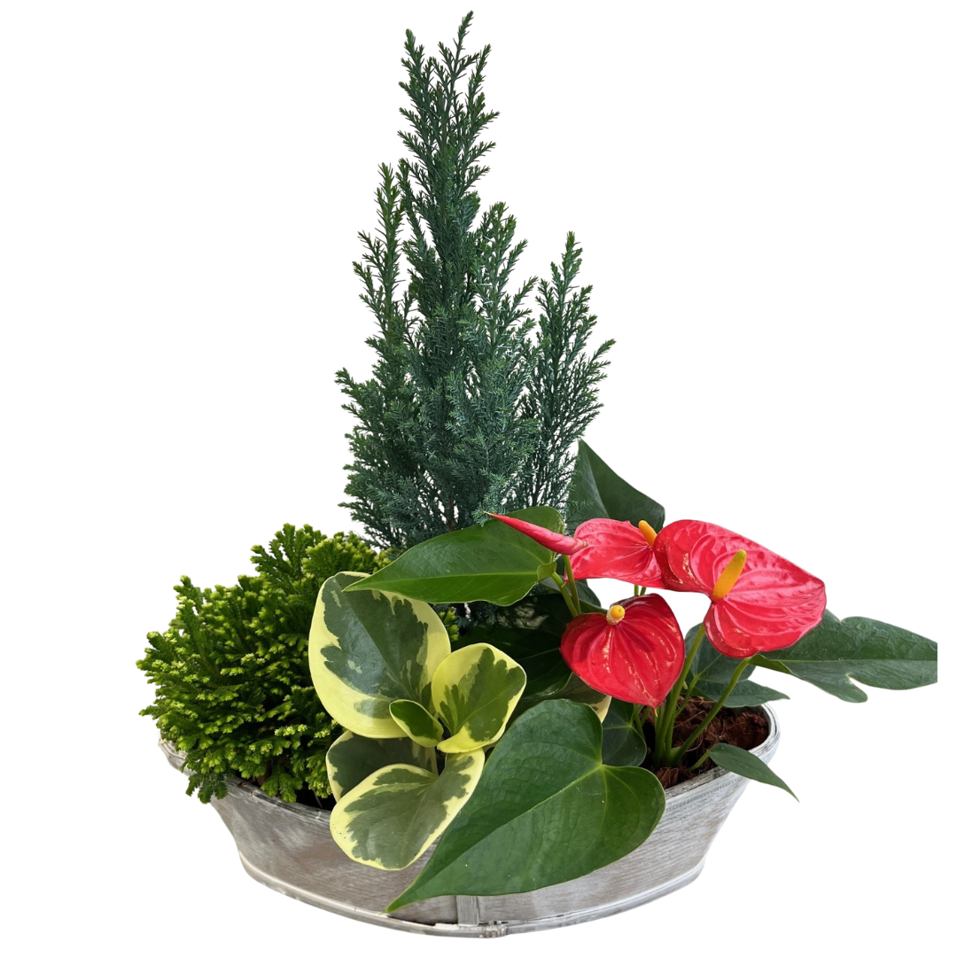 Christmas Tropical Mix Large White Wash Boat