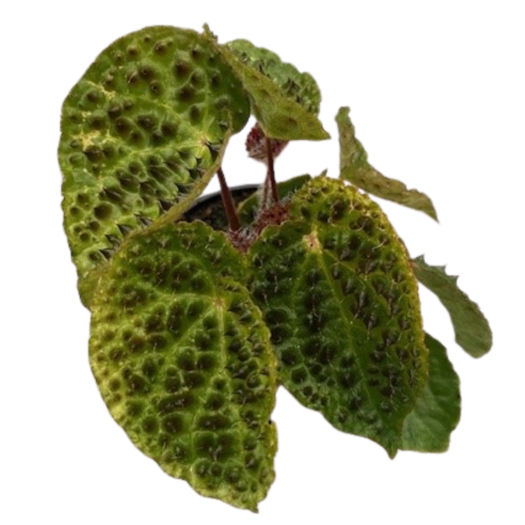 4" Begonia Ferrox