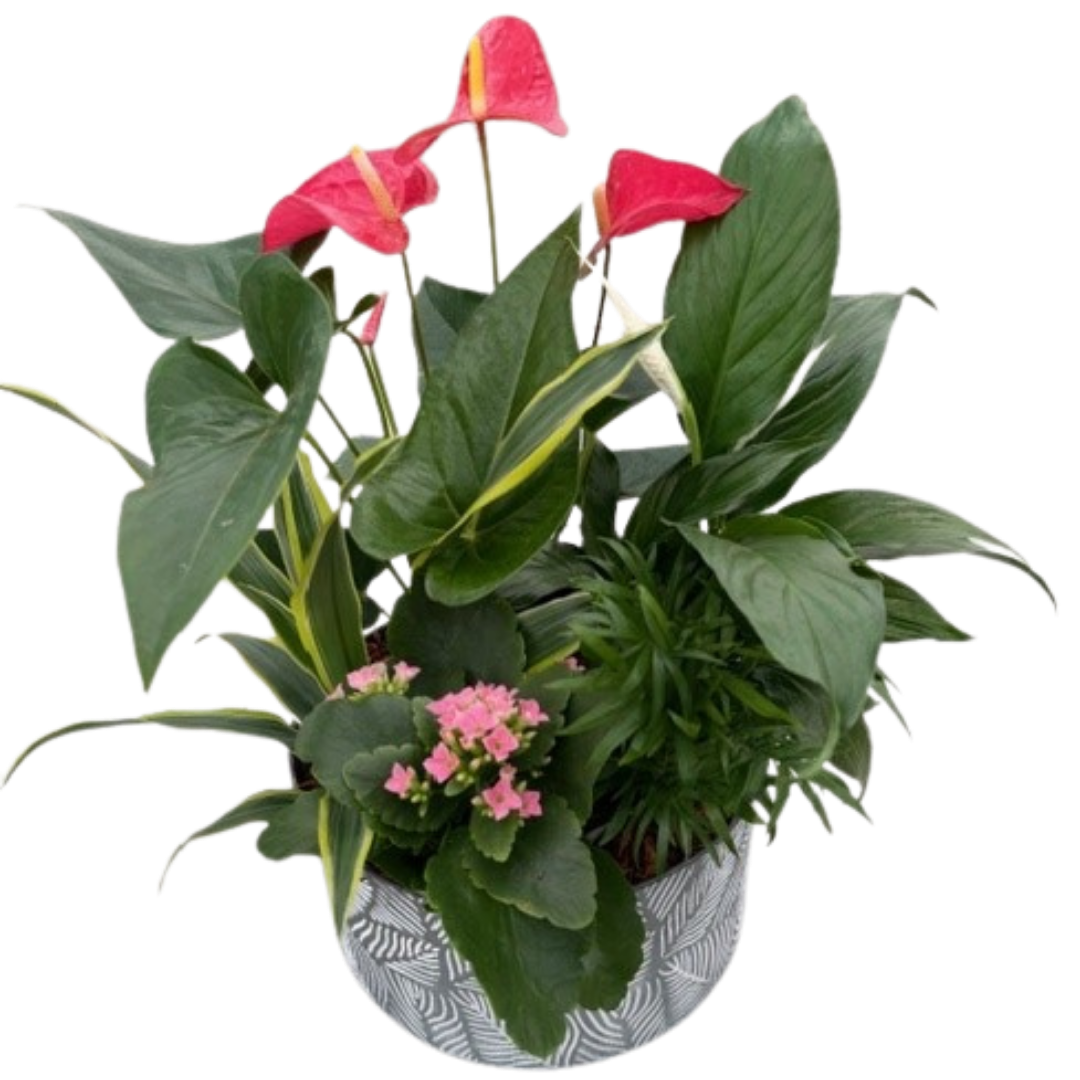 XL White Leaf Tin Anthurium Mix
