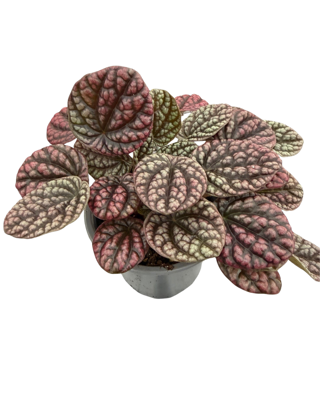 4" Peperomia Robella