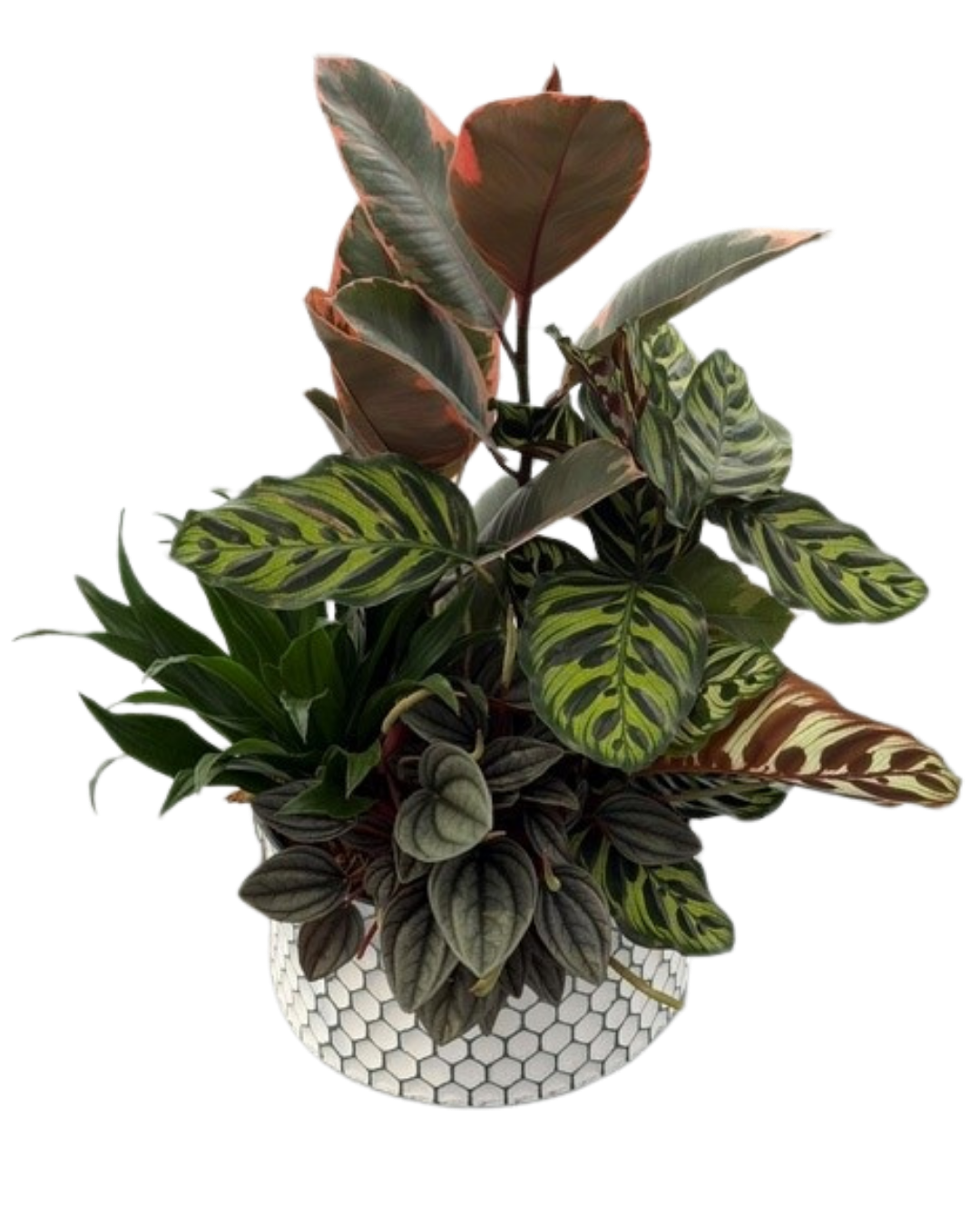 Fall Large Ficus Calathea Mix Honeycomb Tin