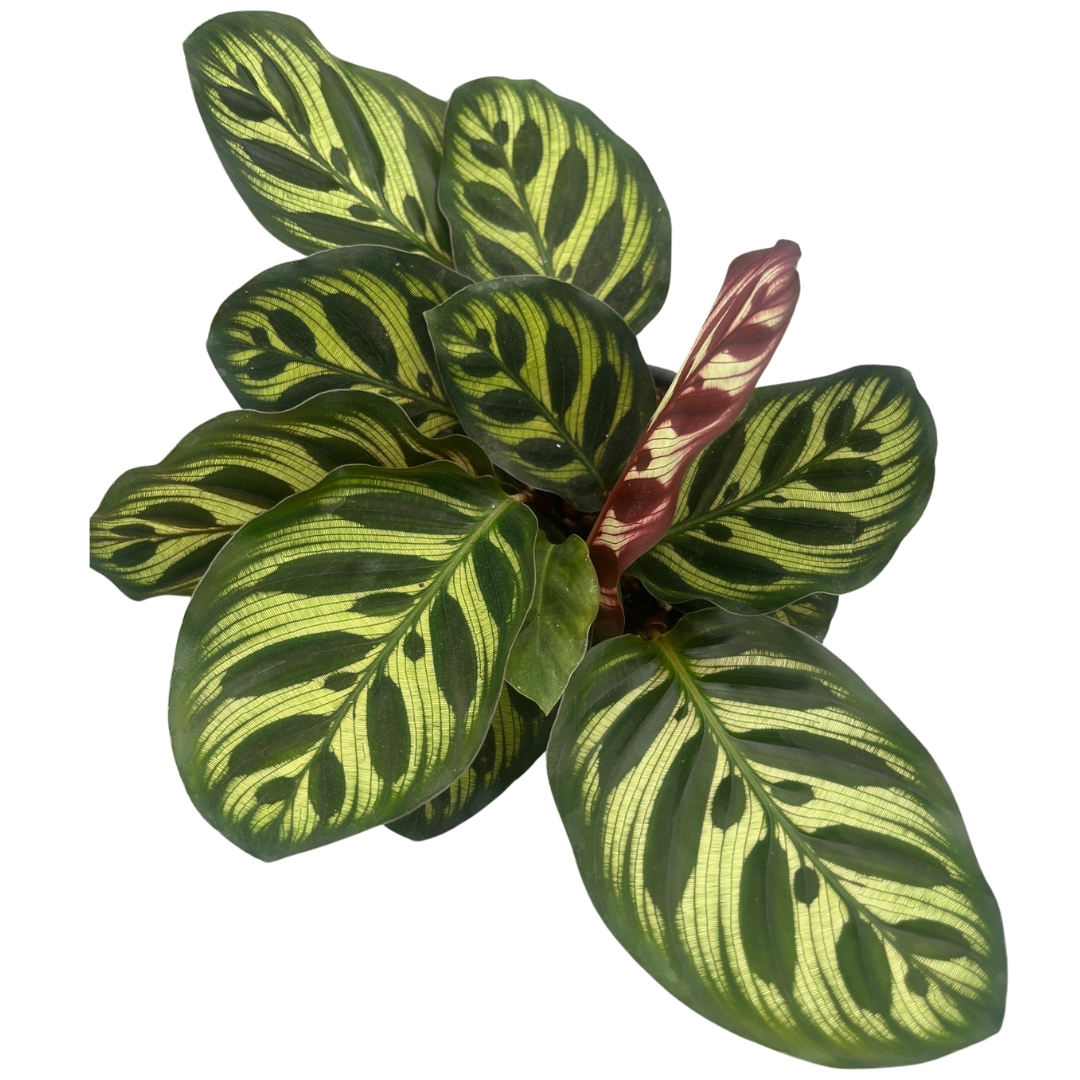 4" Calathea Makoyana