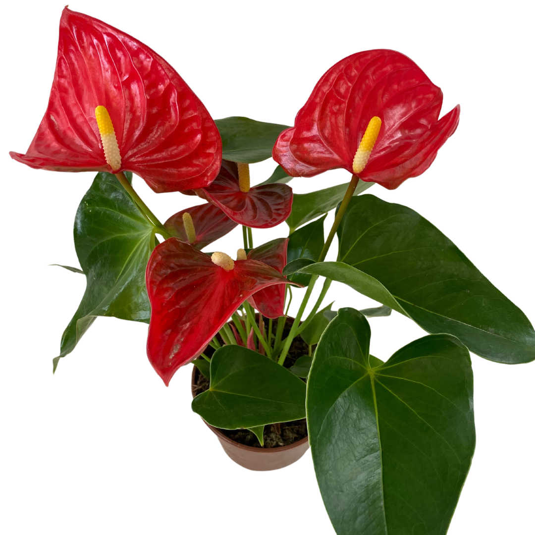 5" Red Anthurium Bare Pot