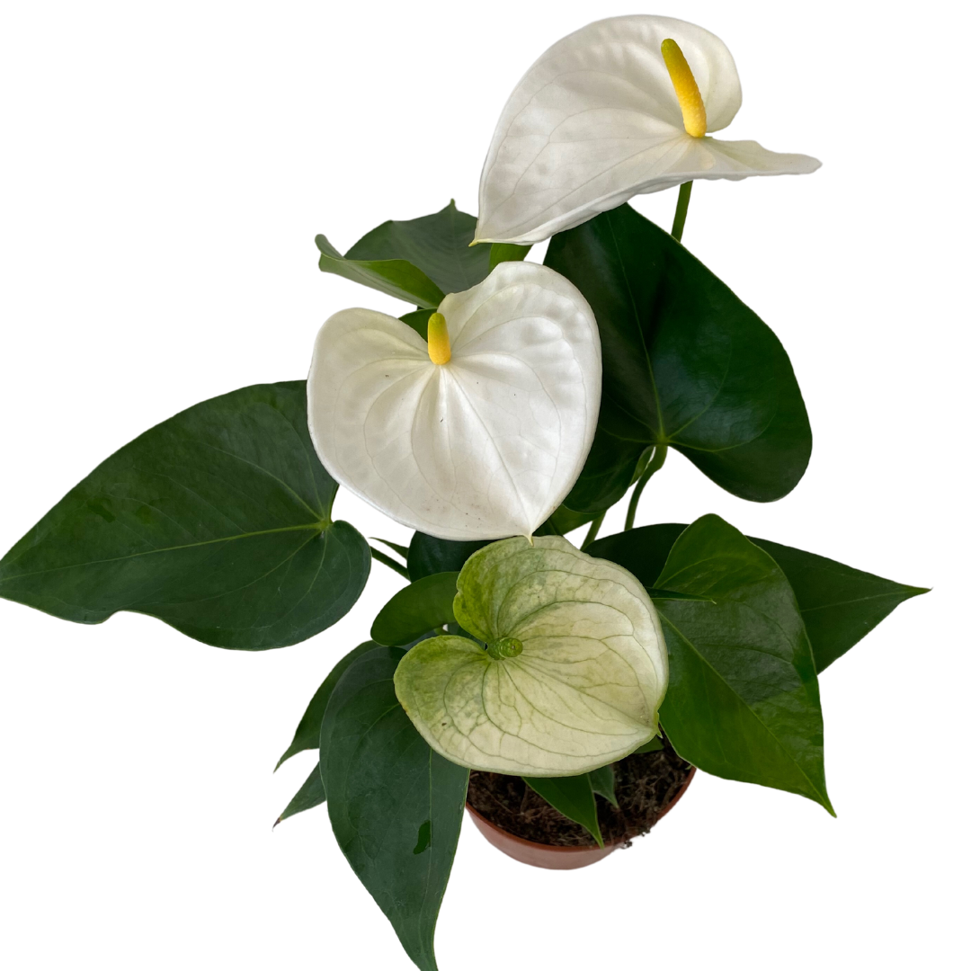 5" Anthurium White