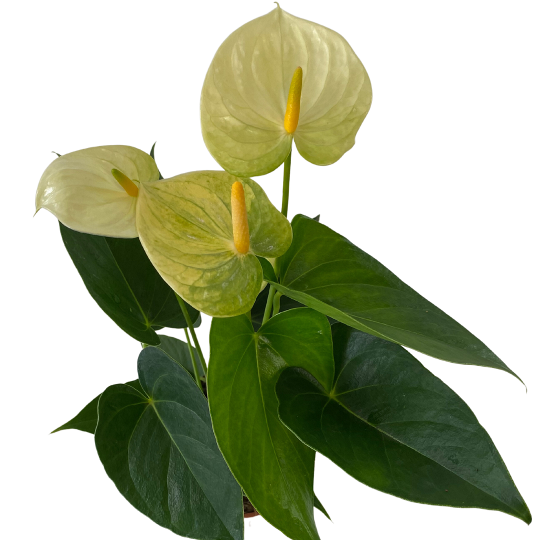 5" Yellow Anthurium Bare Pot