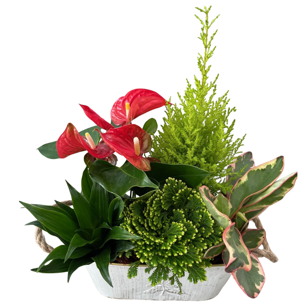 Christmas White Oval Tree Tin Planter