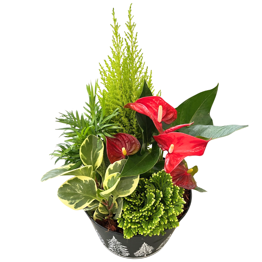 Christmas XL Black Tin Mix