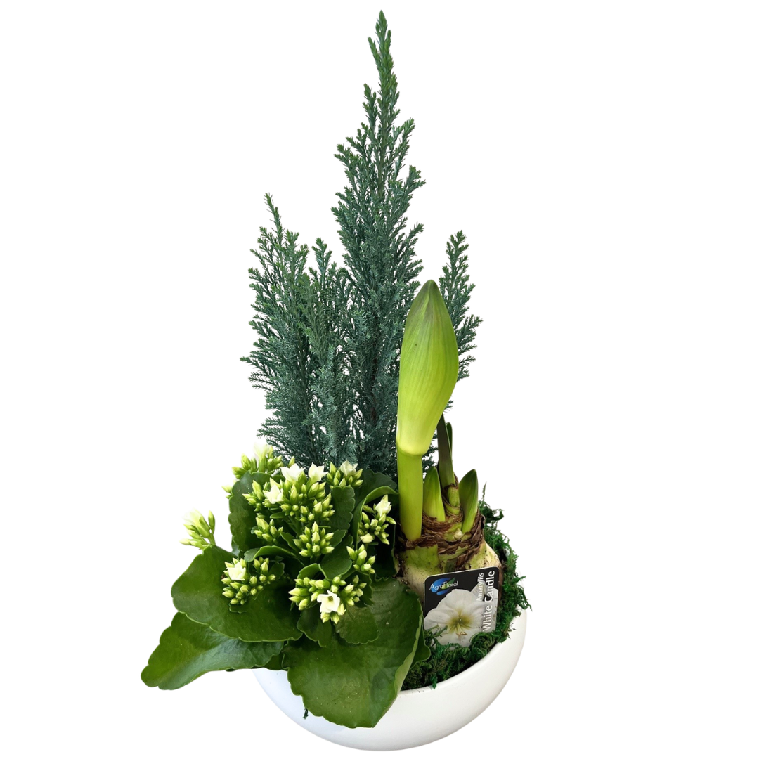 Christmas Short Round Amaryllis Planter White