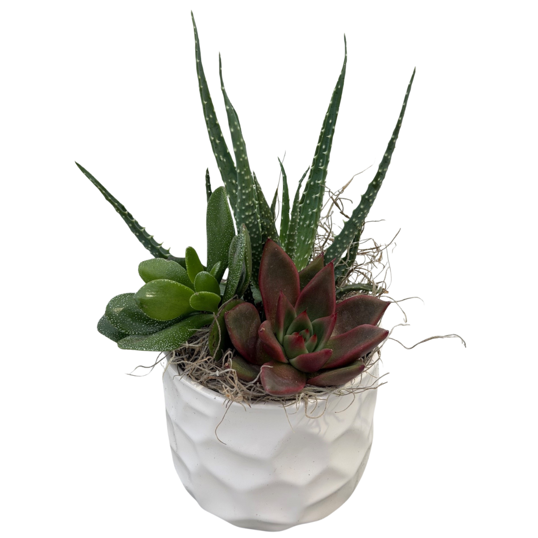 4" Kara Succulent Planter