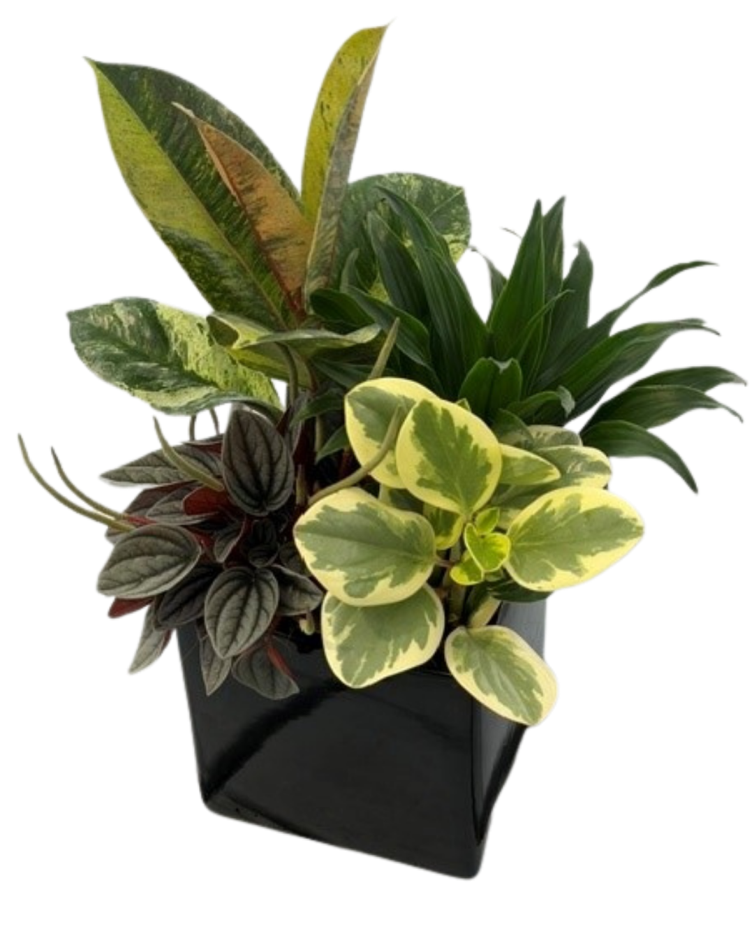 Fall Ficus Mix Black Square Planter