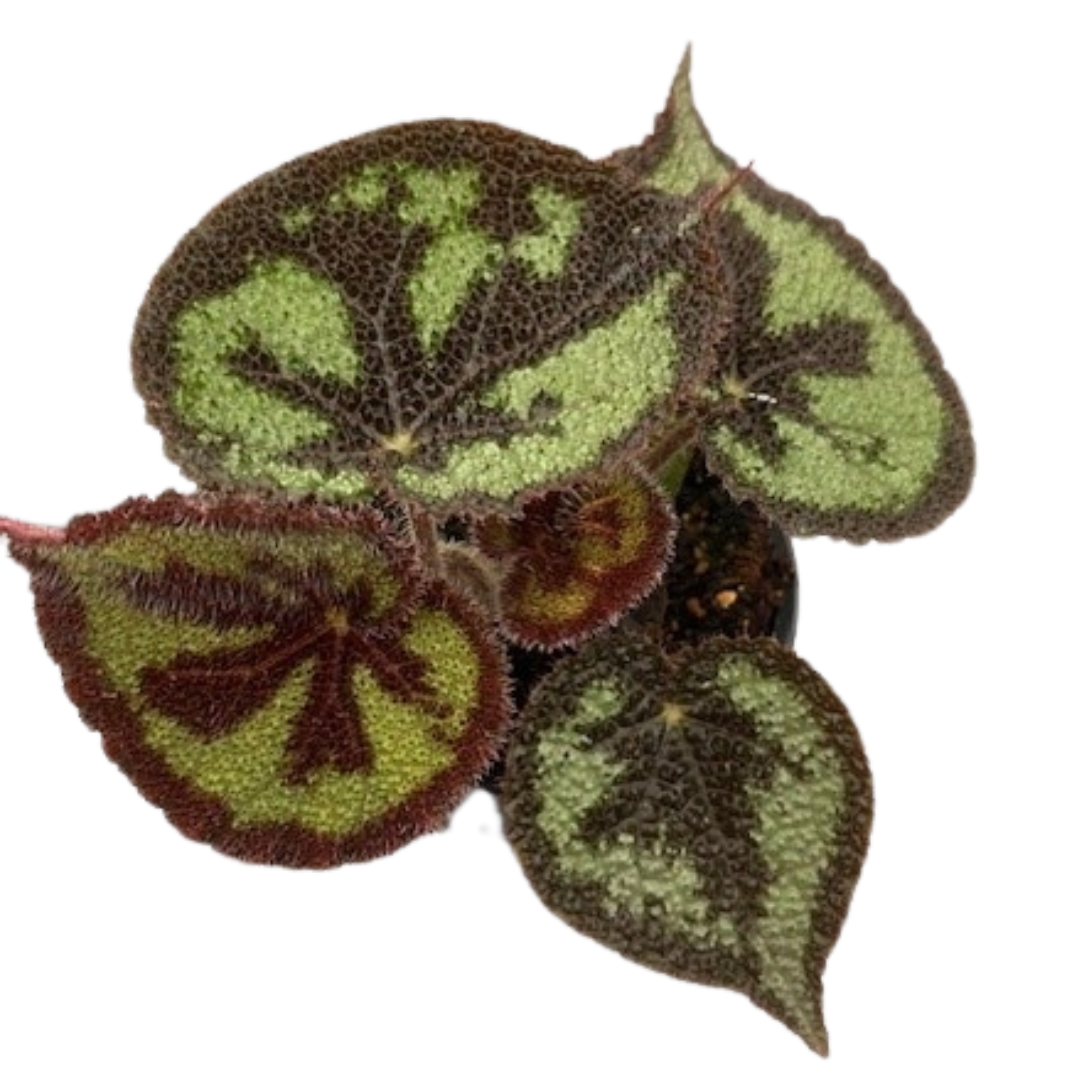 4" Begonia Masoniana