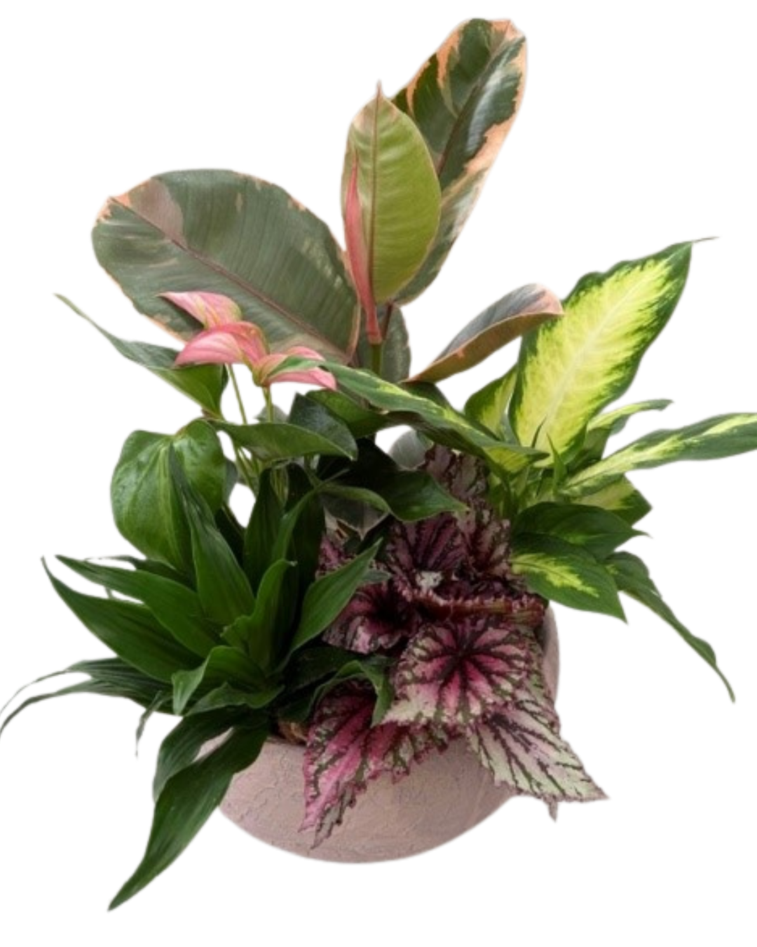 XL Mauve Ficus Mixed Tropical