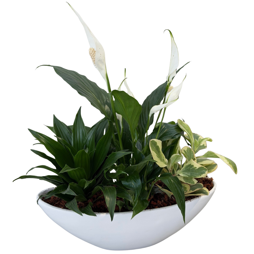 Curved ceramic Peace Lilly boat