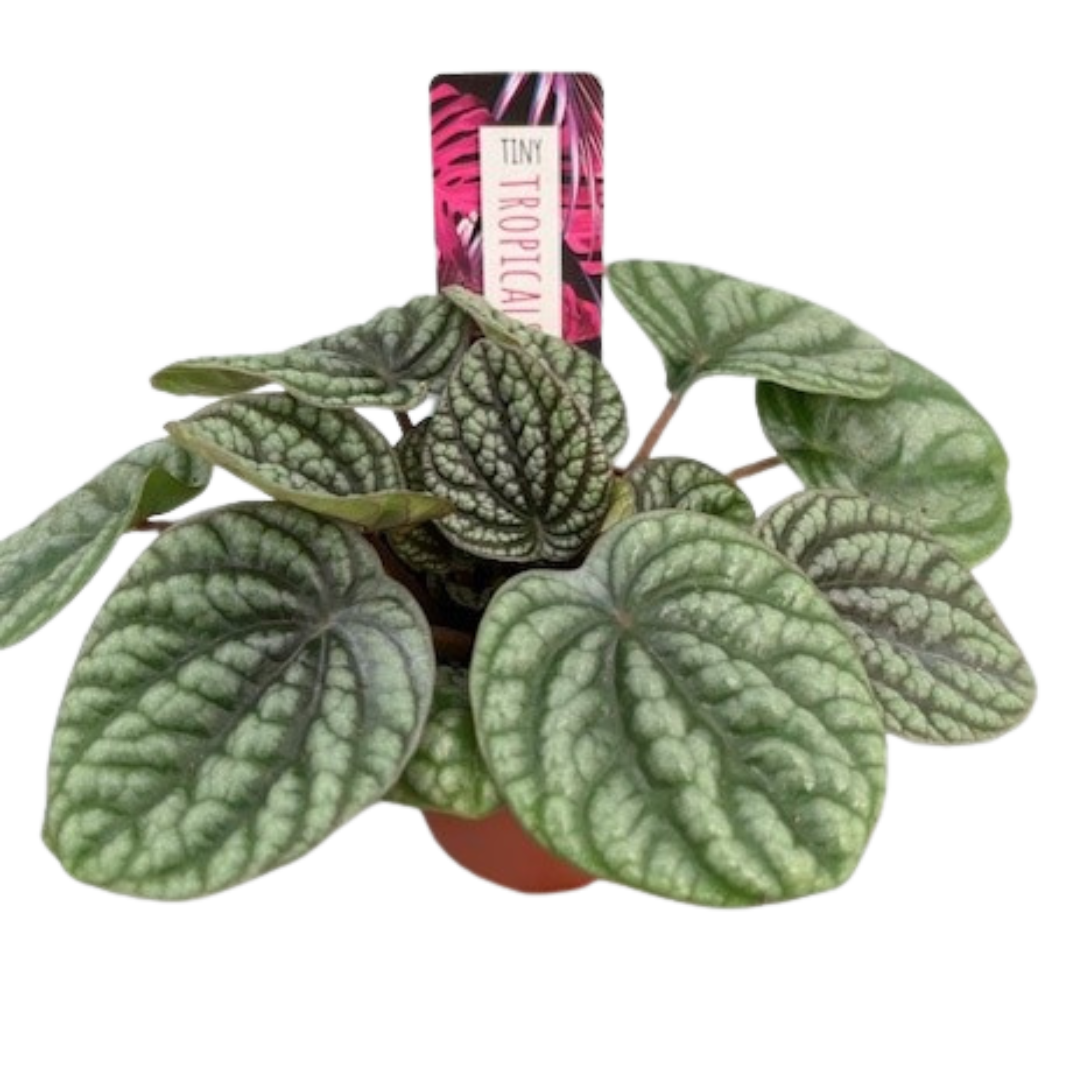 3" Tiny Peperomia Burbella  (Pack 12)