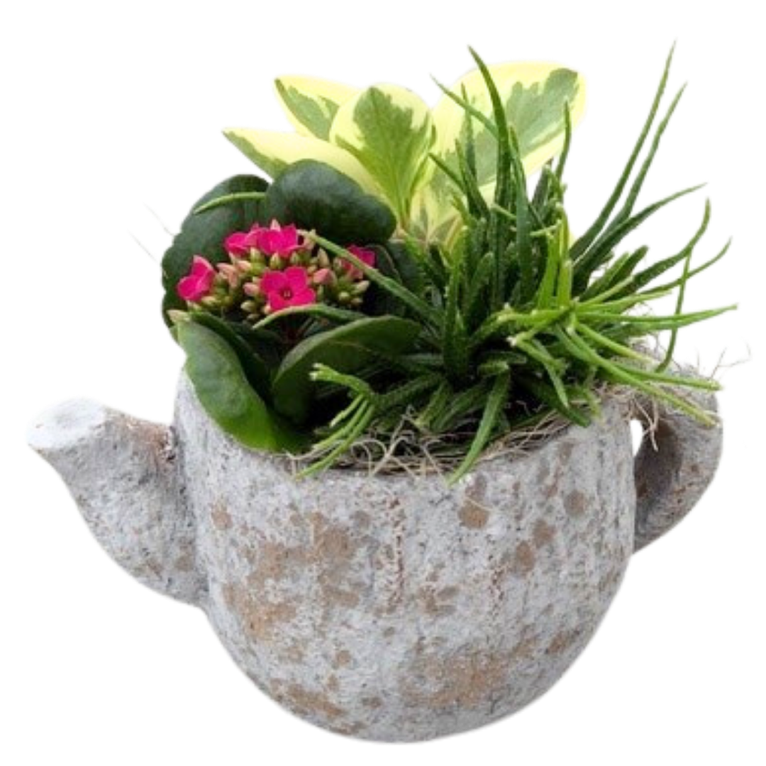 Concrete Mixed Tropical Tea Pot