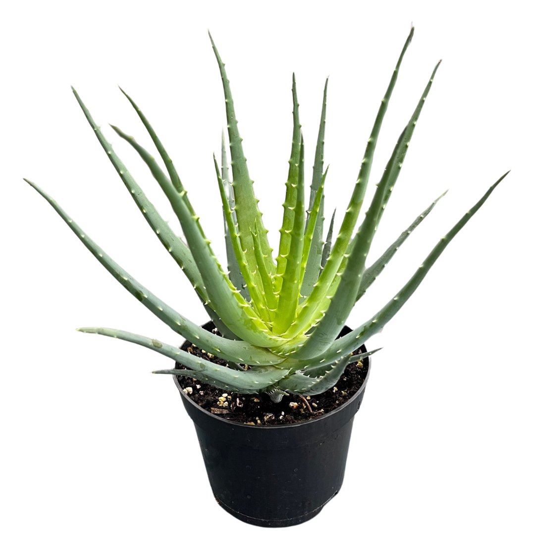 6" Aloe Mohawk