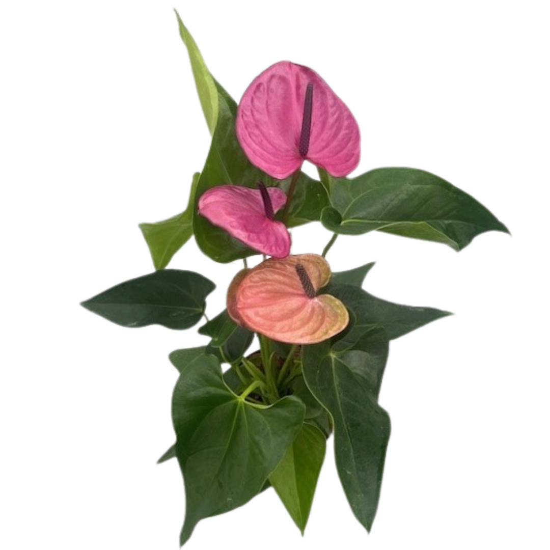 6" Anthurium Purple