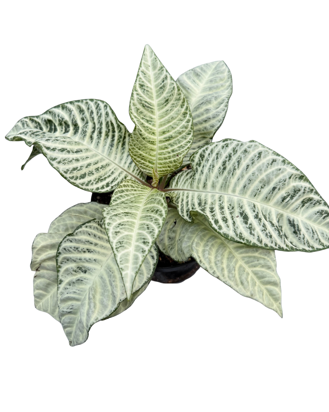 6" Aphelandra White Wash