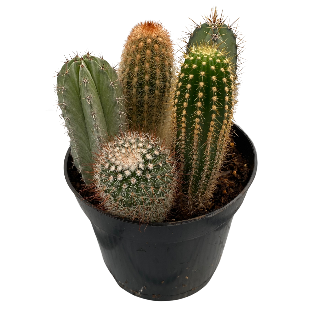 6" Cactus Mixed Pot