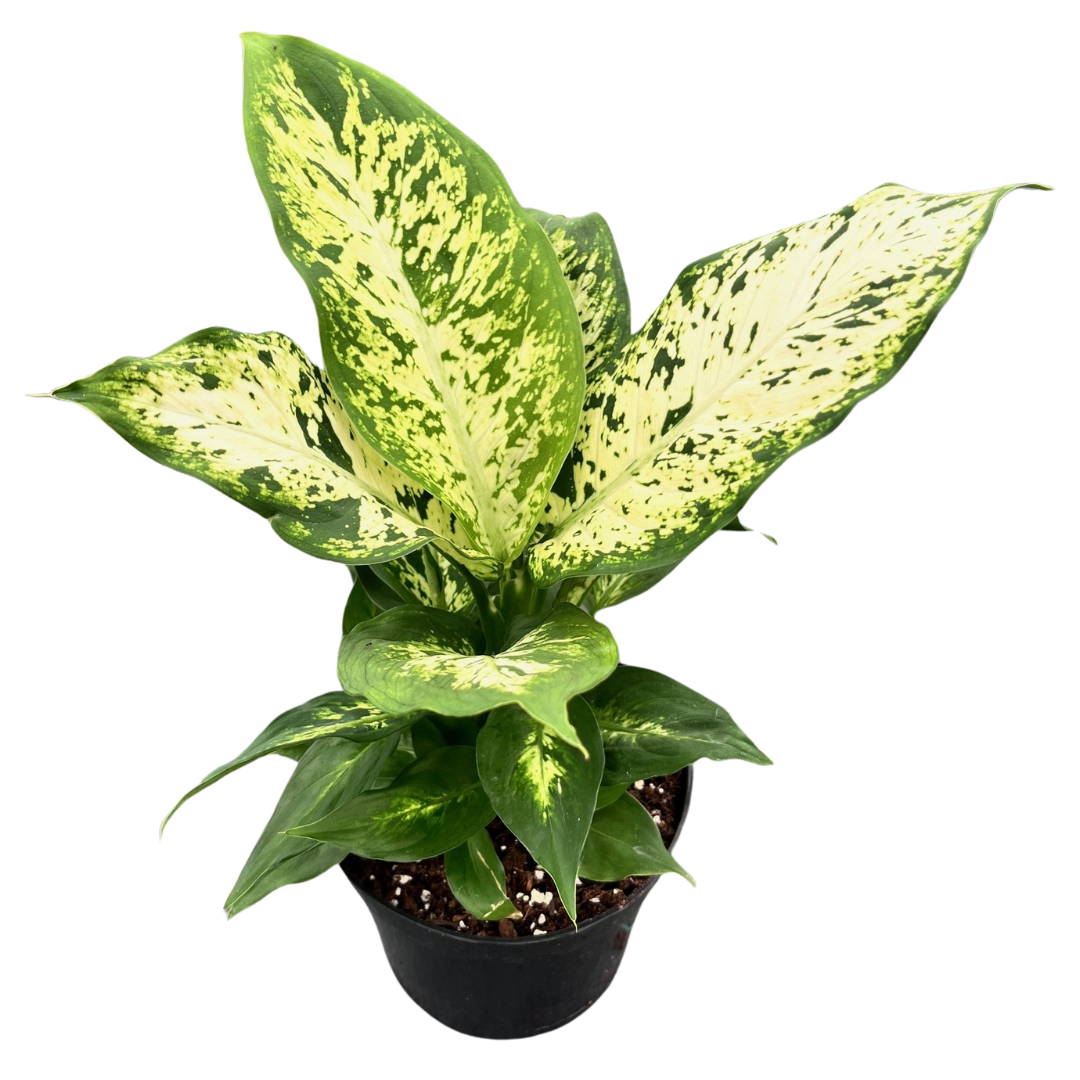 6" Dieffenbachia Compacta