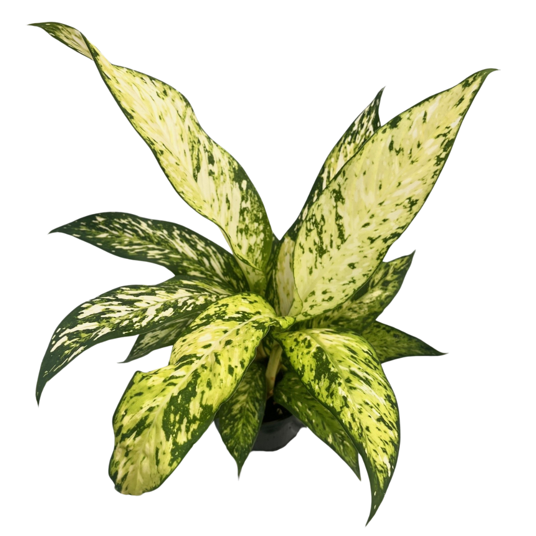 6" Dieffenbachia Star Bright