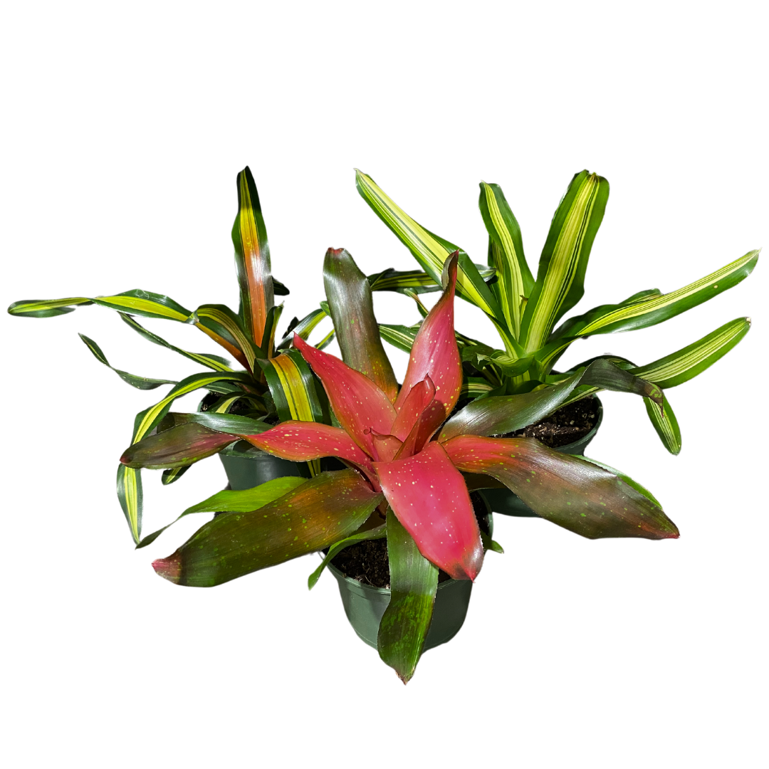 6" Mixed Neoregelia