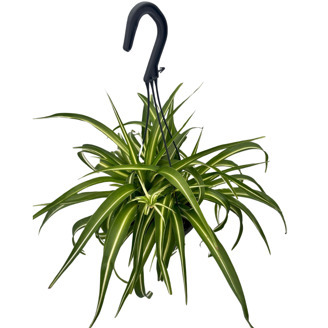 6" Spider Plant - Curly - HB