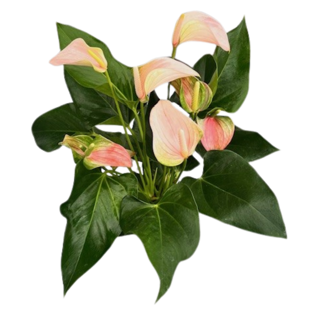 6" Anthurium Joli Peach