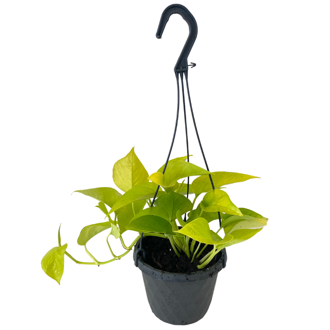 6" Pothos Lime HB