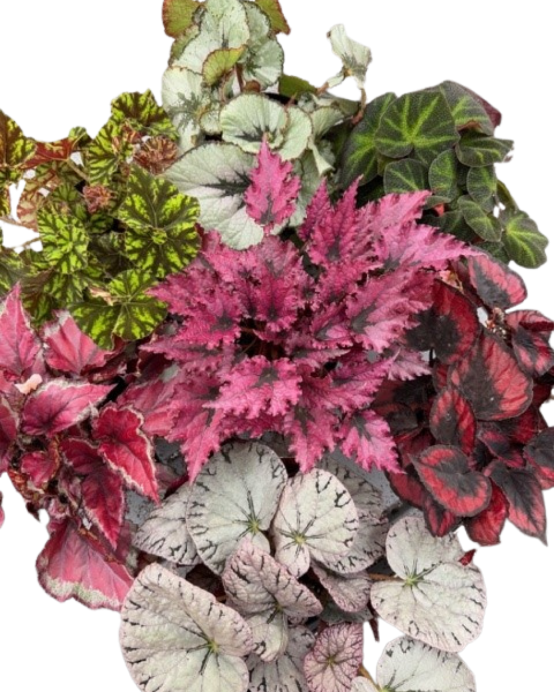 6" Rex Begonia