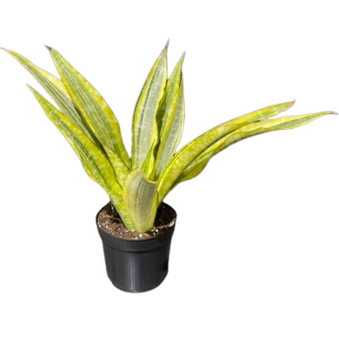 6" Sansevieria Lauren