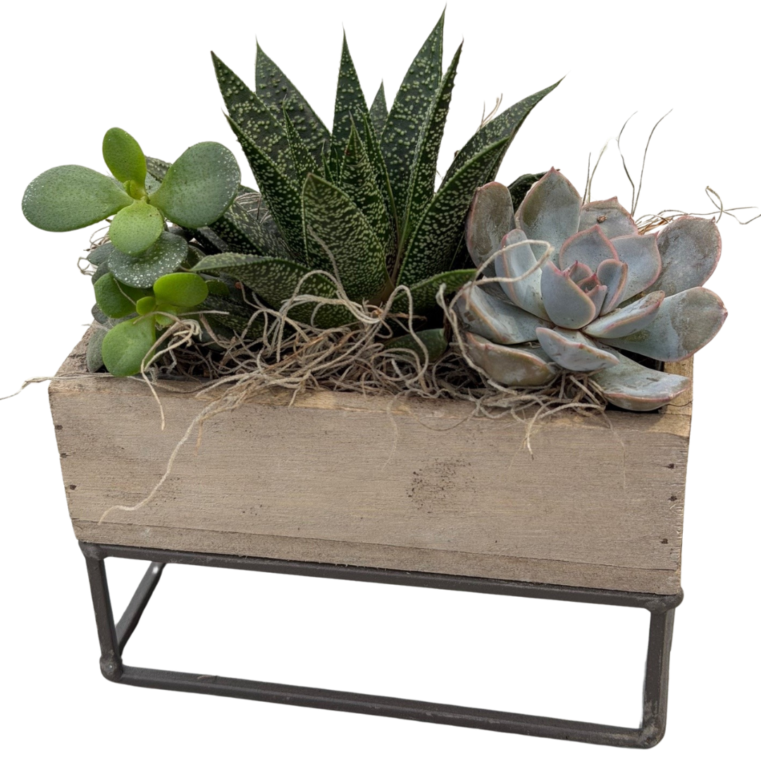 Raised Rectangle Succulent Planter