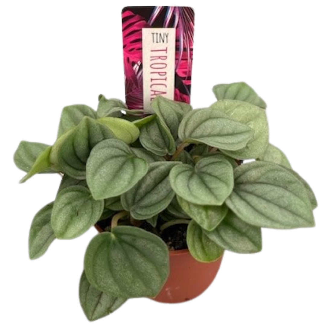 3" Tiny Peperomia Napoli Nights  (Pack 12)