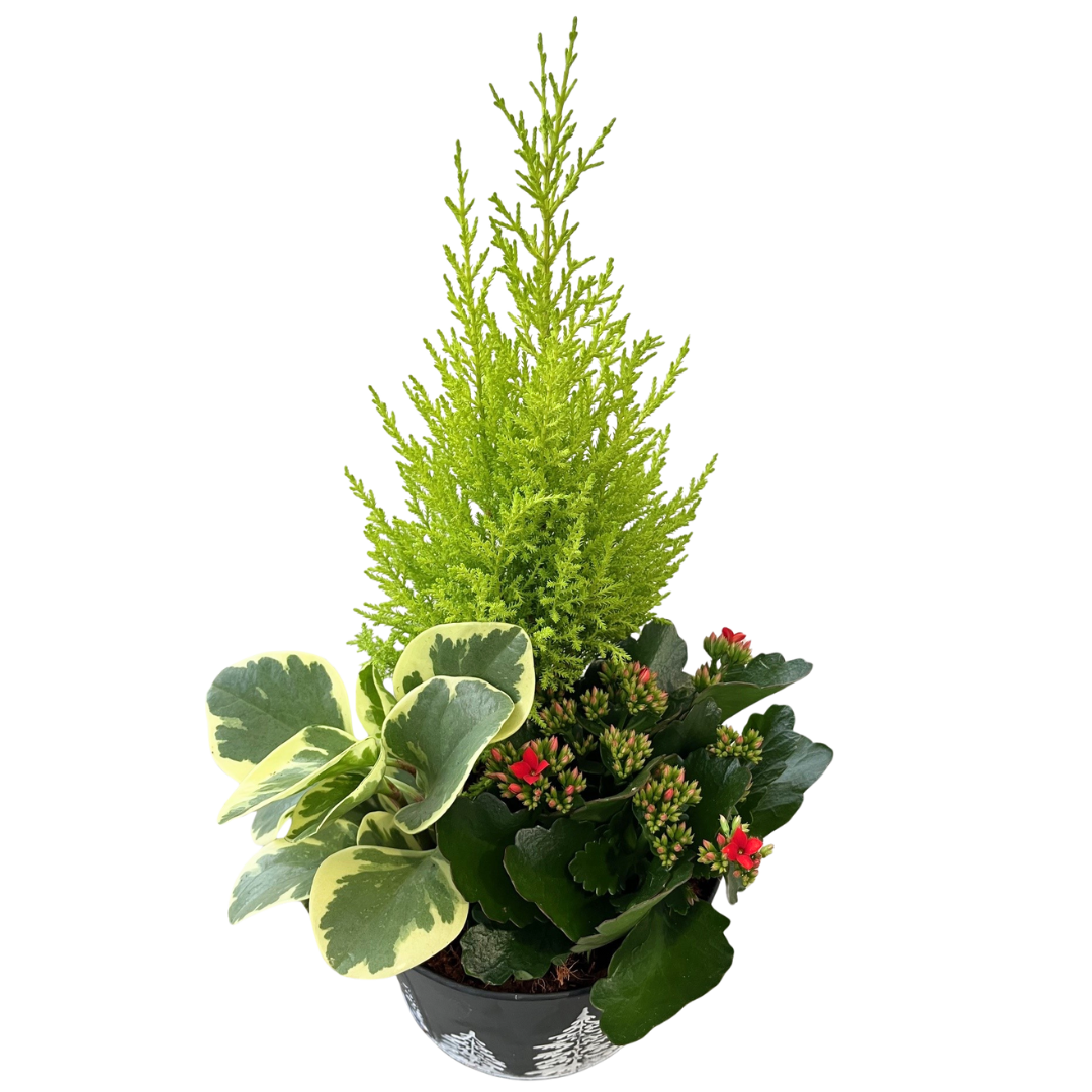 Christmas Medium Black Tin Mix