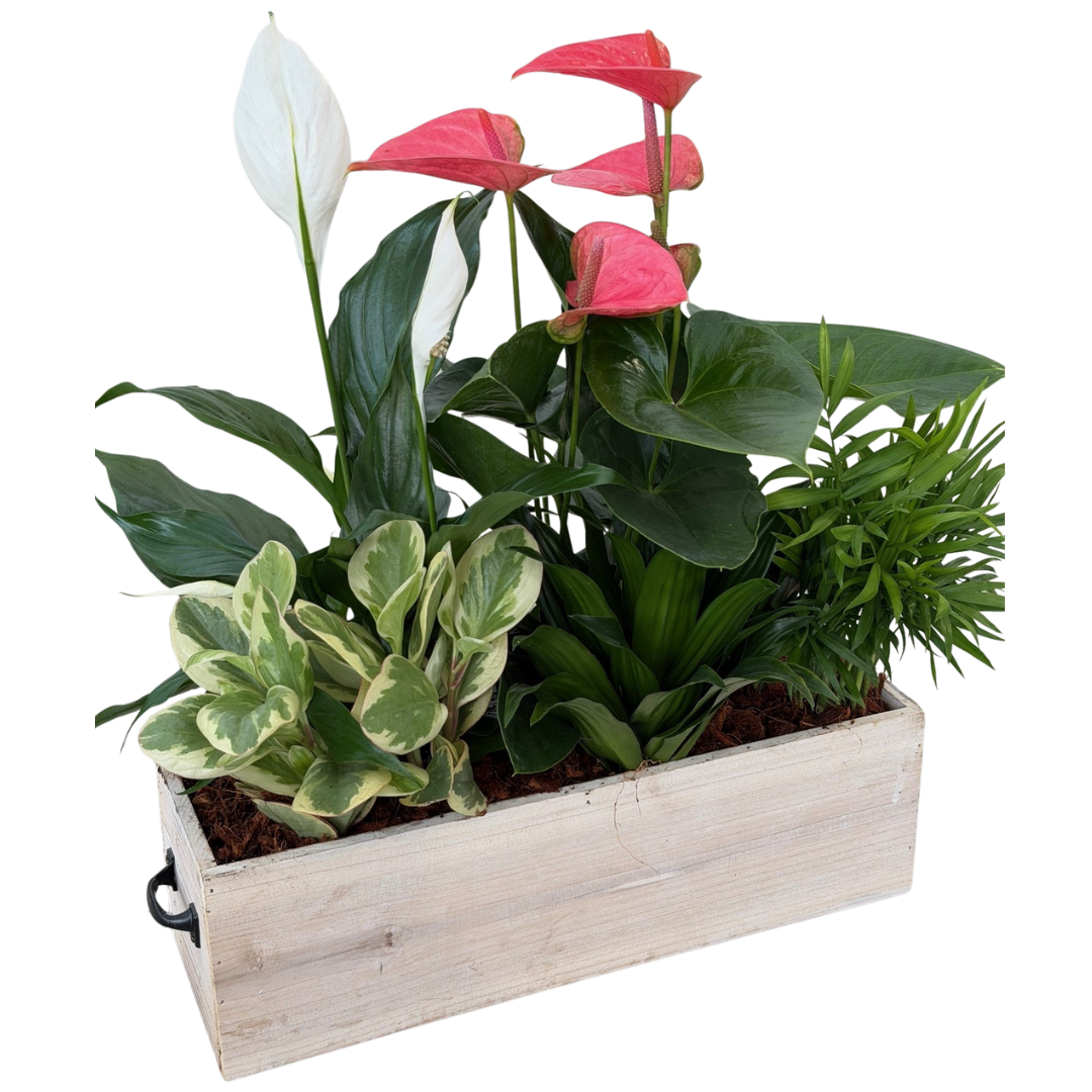 XL Tropical Wooden Box