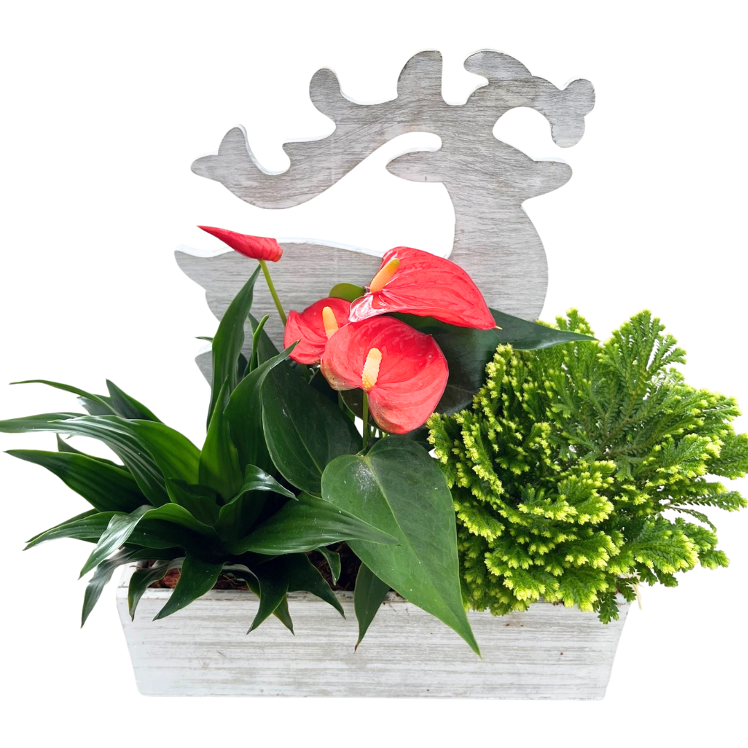 Christmas Reindeer Mixed Tropical Wooden Box