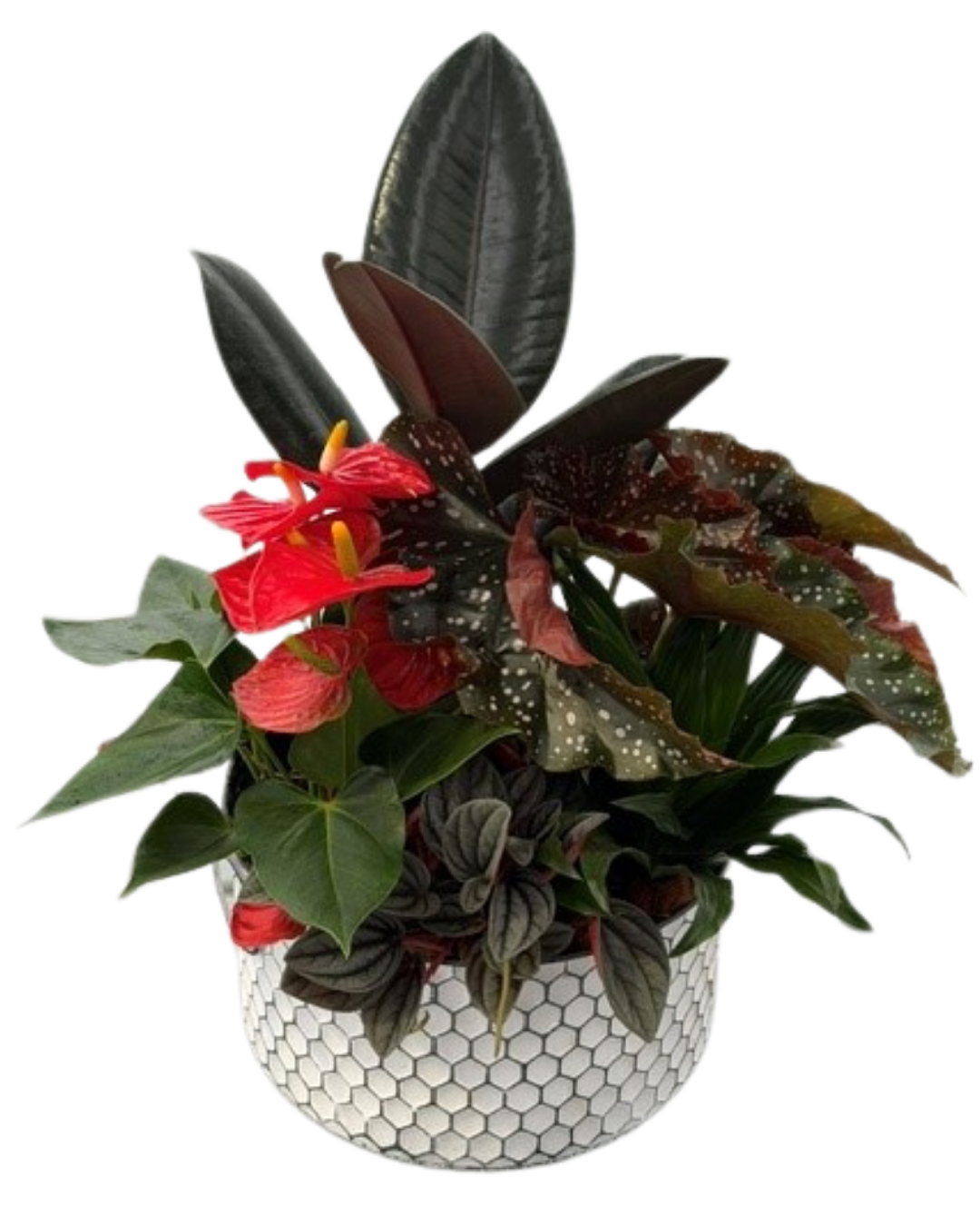 Fall XL Ficus Honeycomb Tin