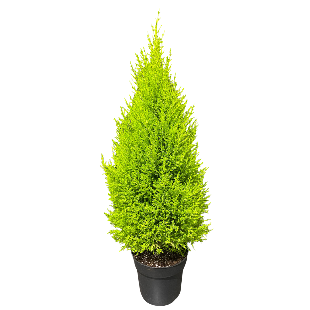 7" Lemon Cypress Tree