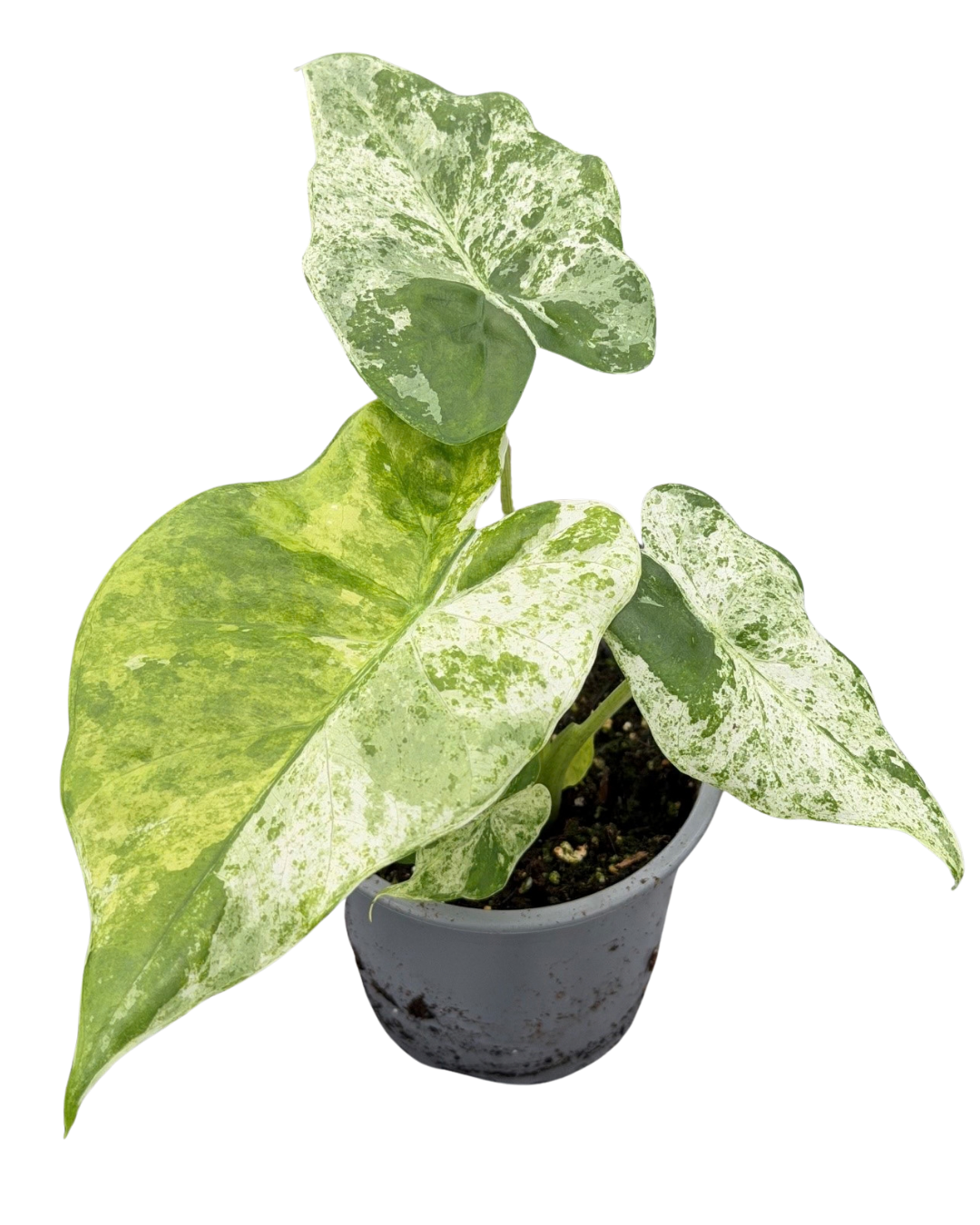 4" Alocasia Camouflage