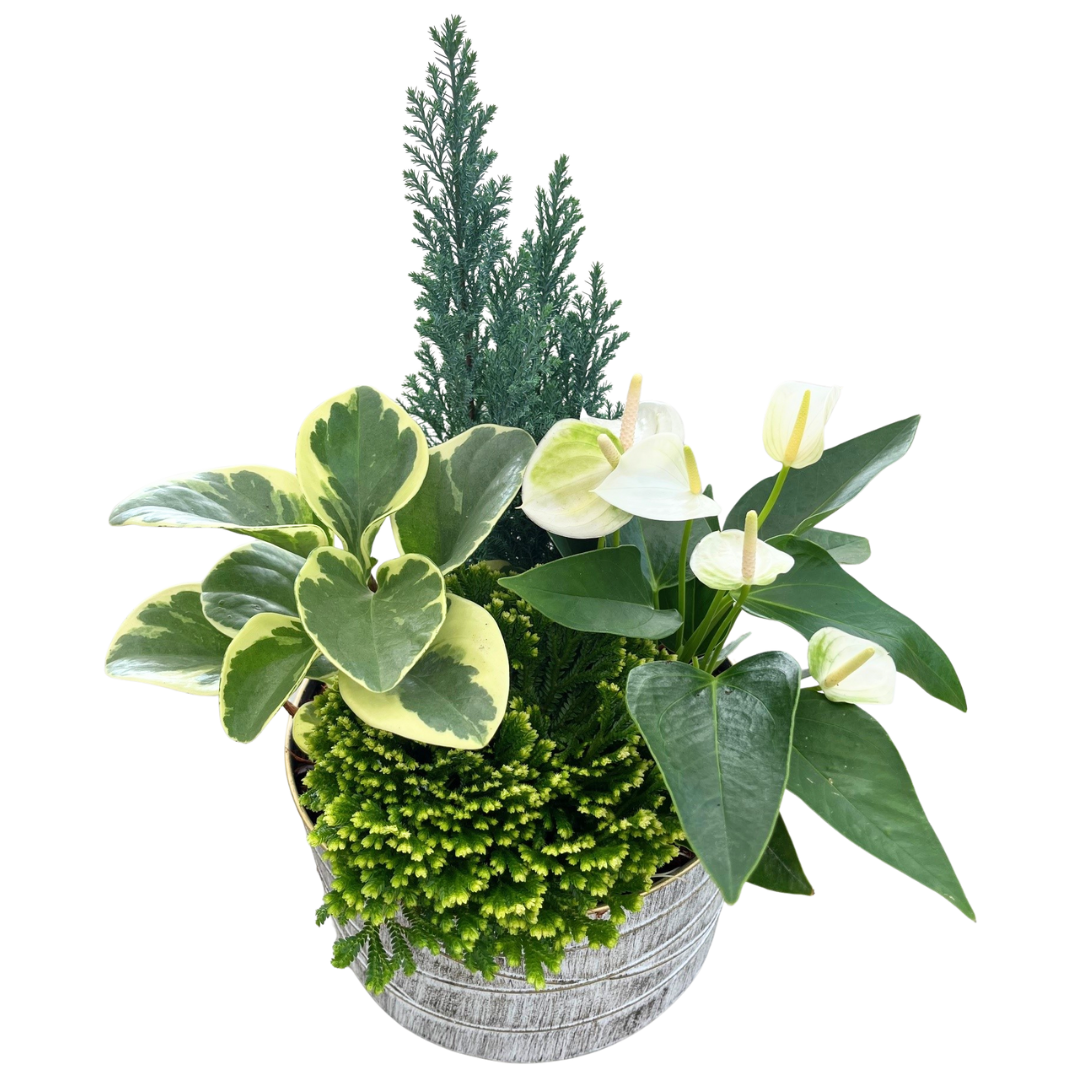 Christmas Large Gold Edge Tropical Tin