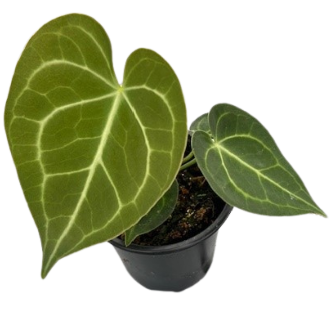 4" Anthurium Clarinervium
