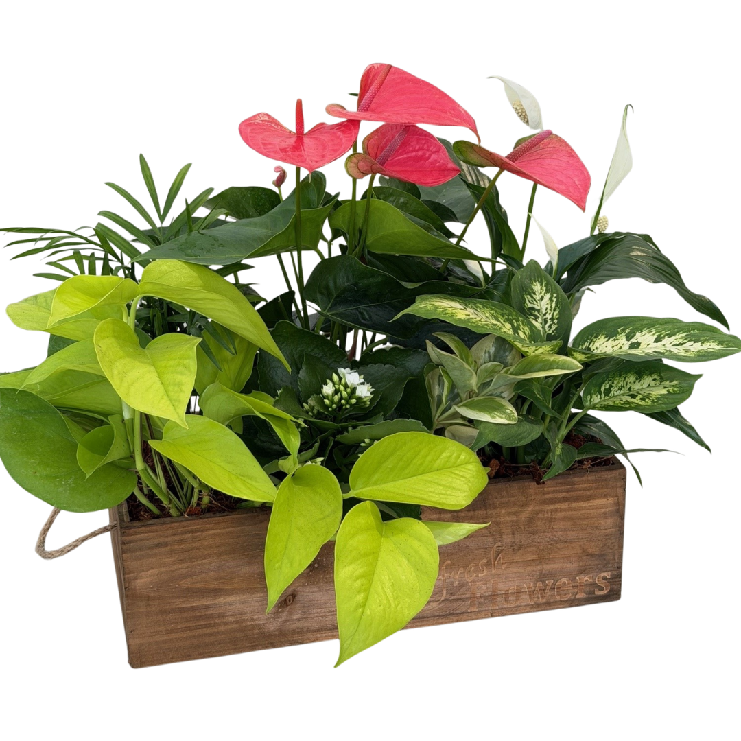 Giant Fresh Flowers Anthurium Mix Wooden Box