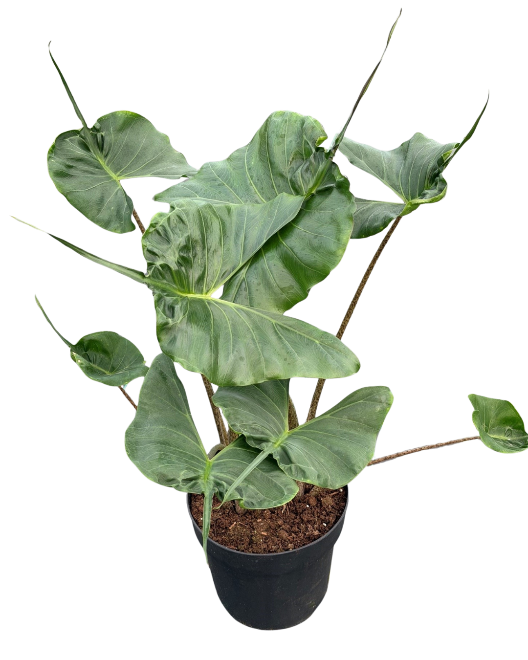 8" Alocasia Stingray