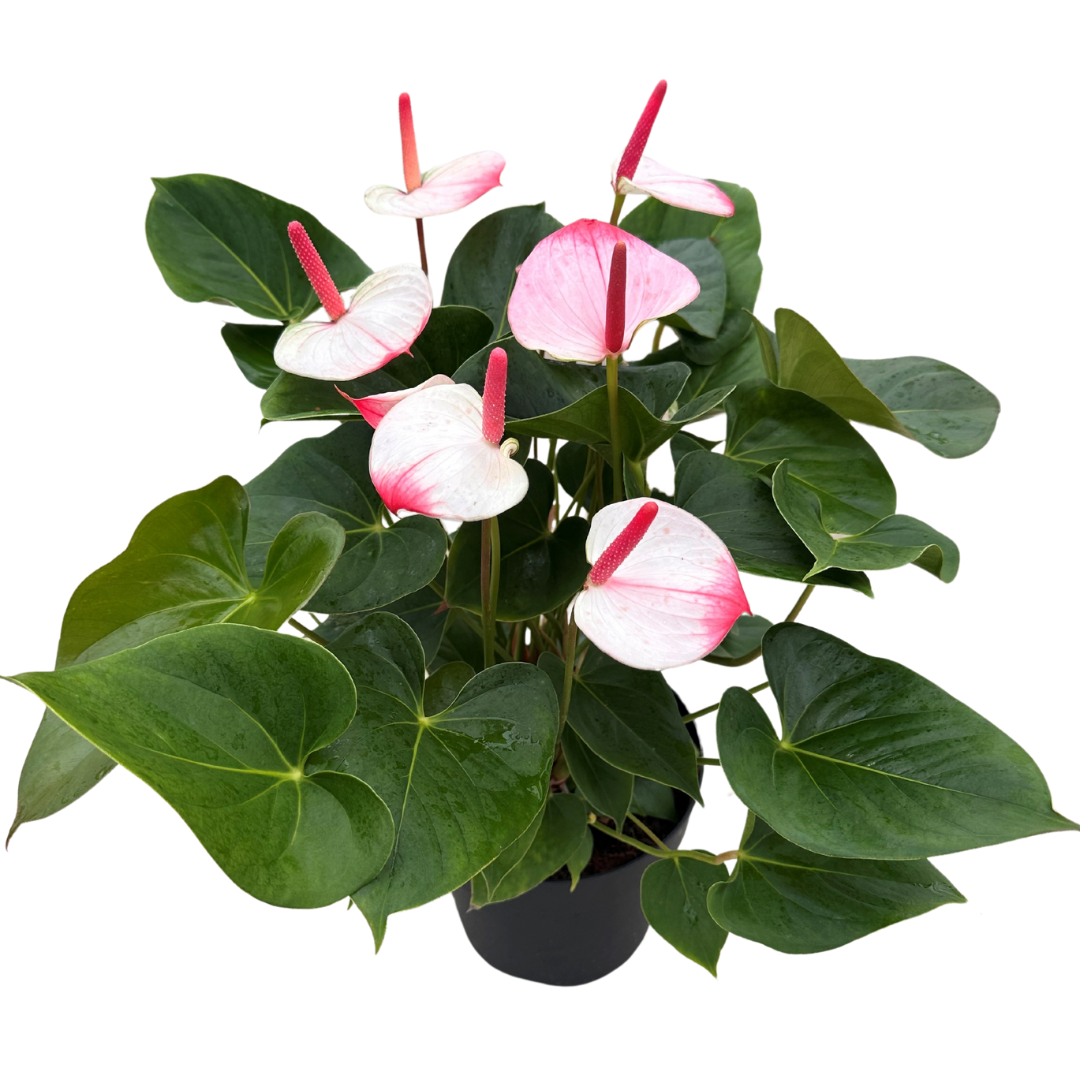 8" Anthurium Elegance