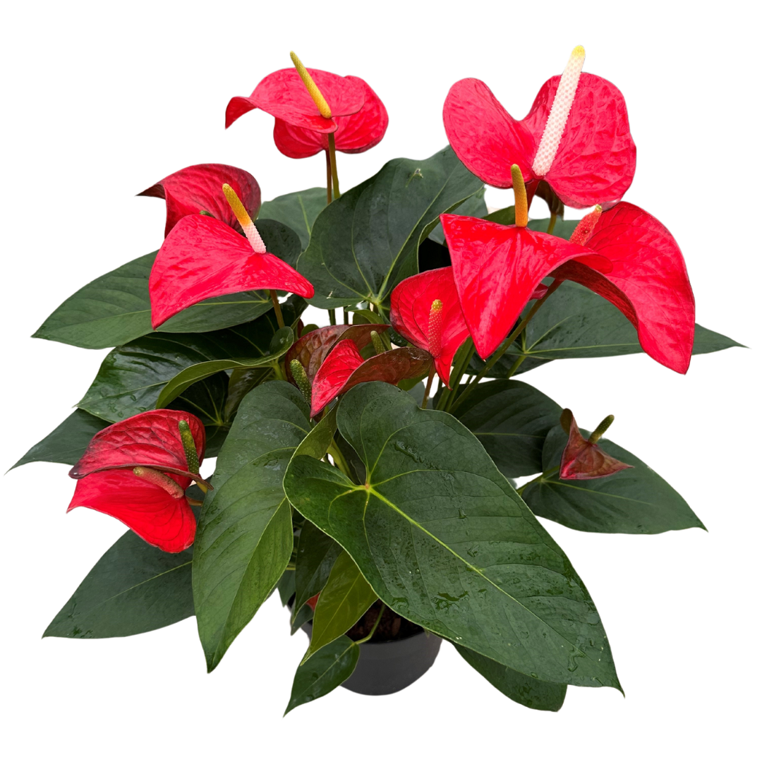 8" Anthurium Red Bull