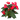 8" Anthurium Red Bull