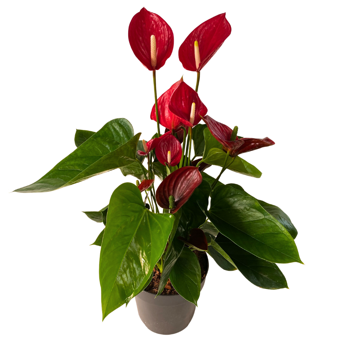 8" Anthurium Melodia Red