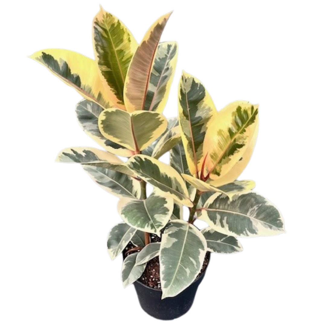 8" Ficus Tineke