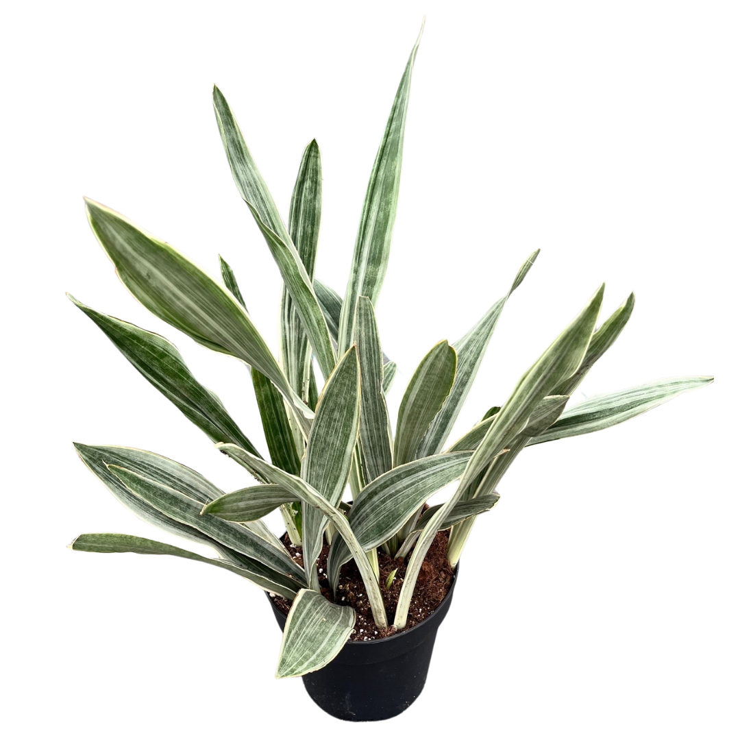 8" Sansevieria Sayuri