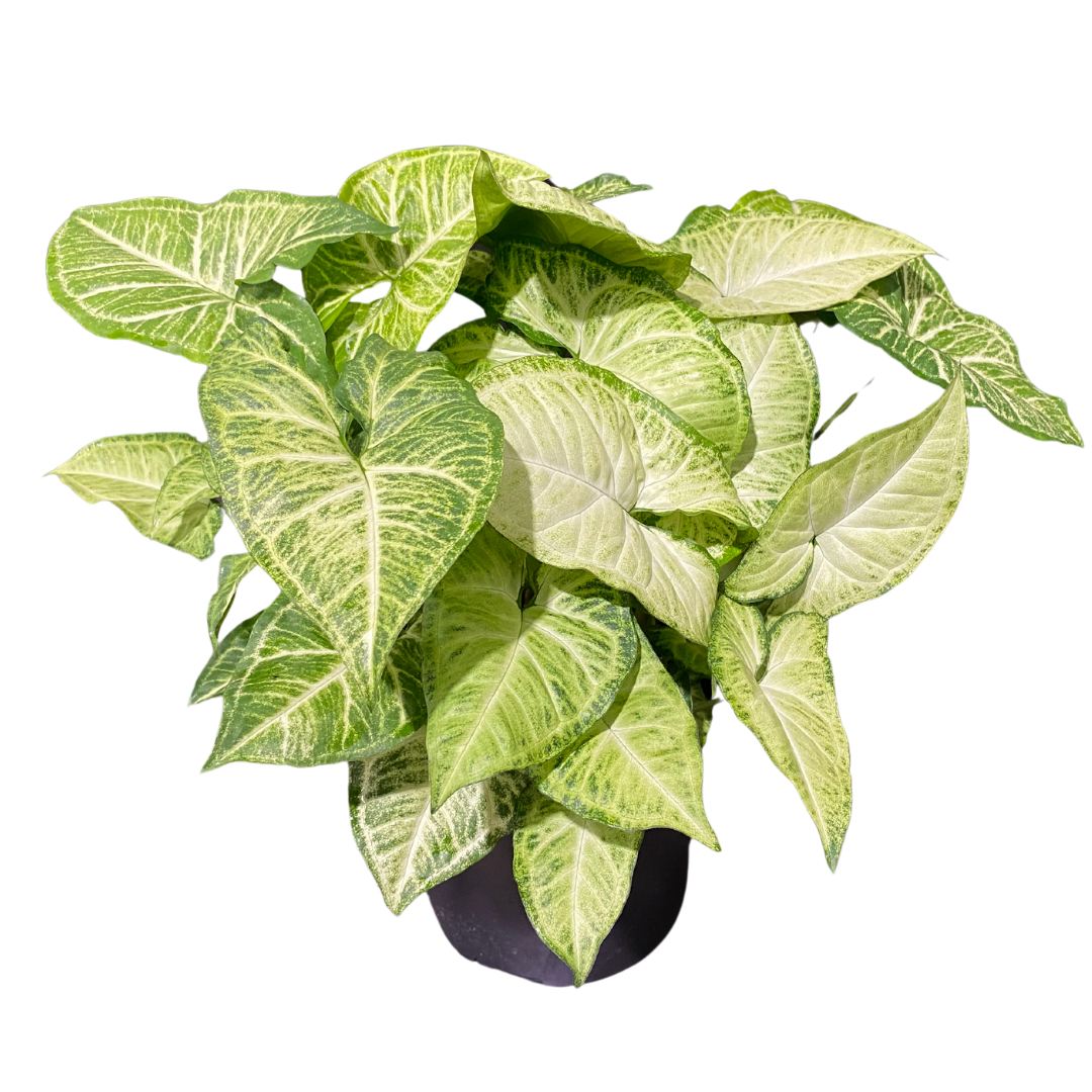 8" Syngonium White Butterfly